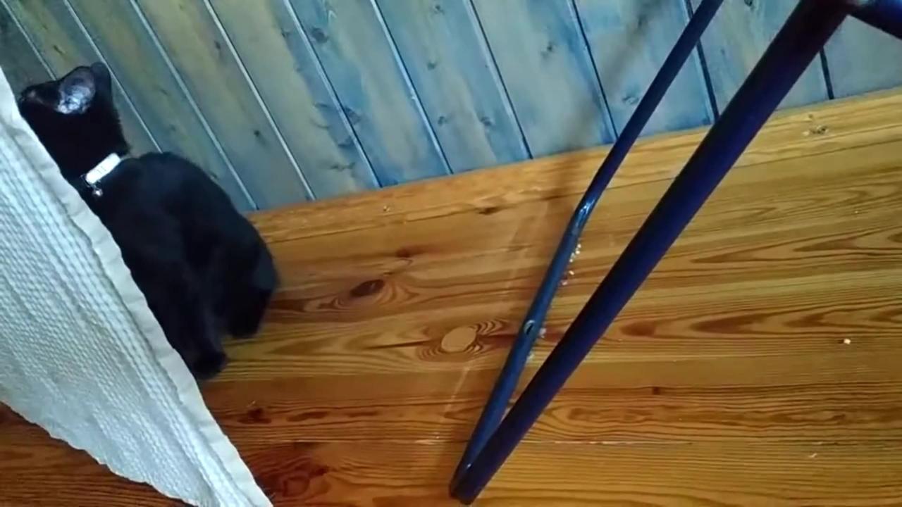 Trying to keep cat away from drying laundries One News Page VIDEO