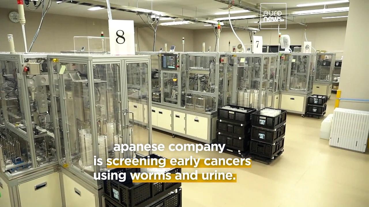 These tiny worms can smell cancer in your pee One News Page VIDEO