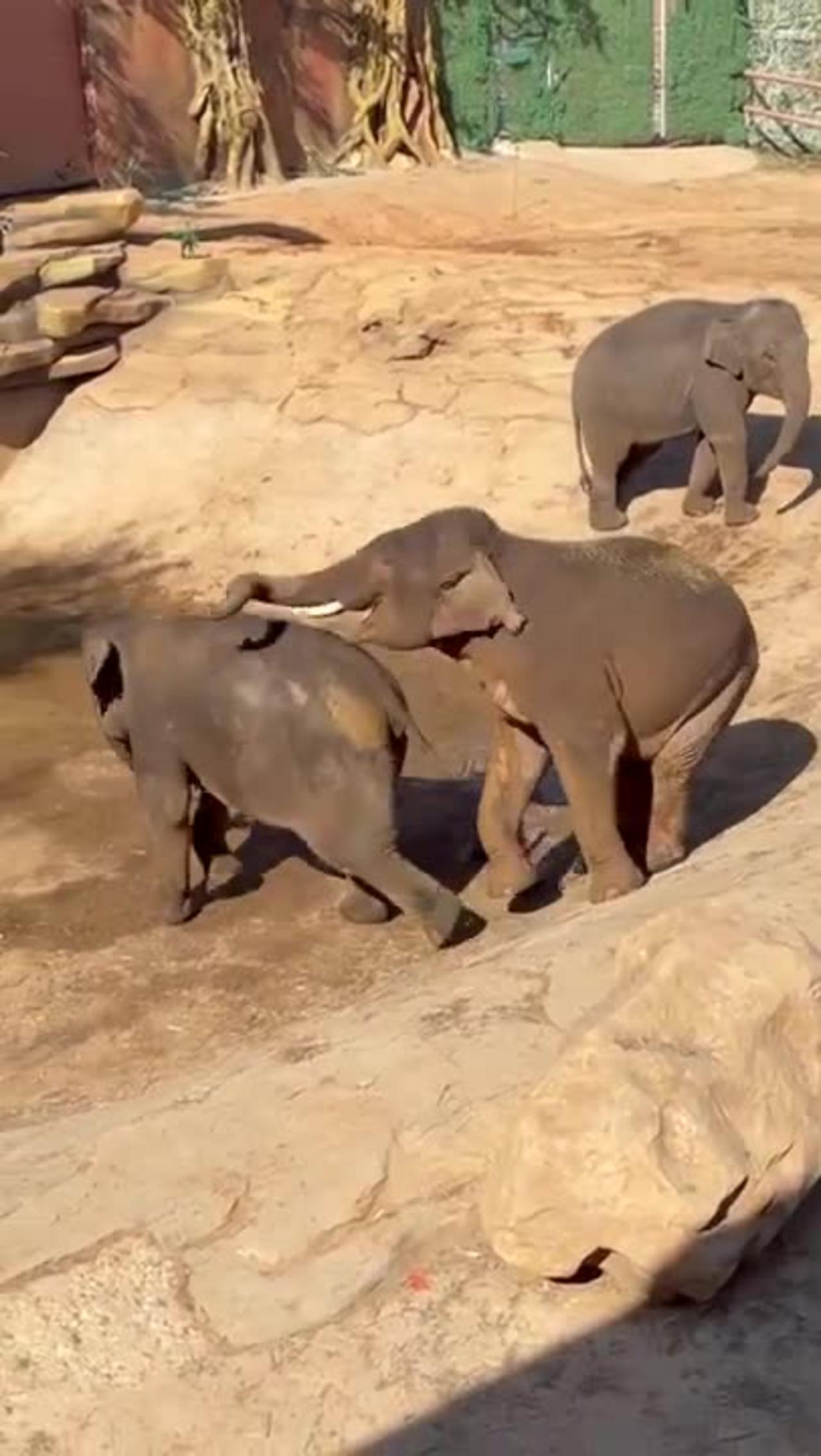 Most Funny Wild Animal - Cutest baby Elephant Videos