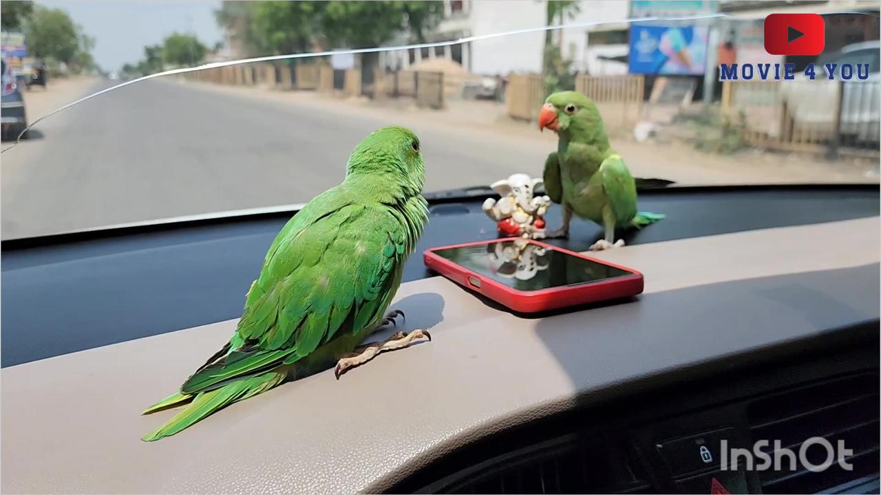 First Time in a Car green Parrot live video. One News Page VIDEO