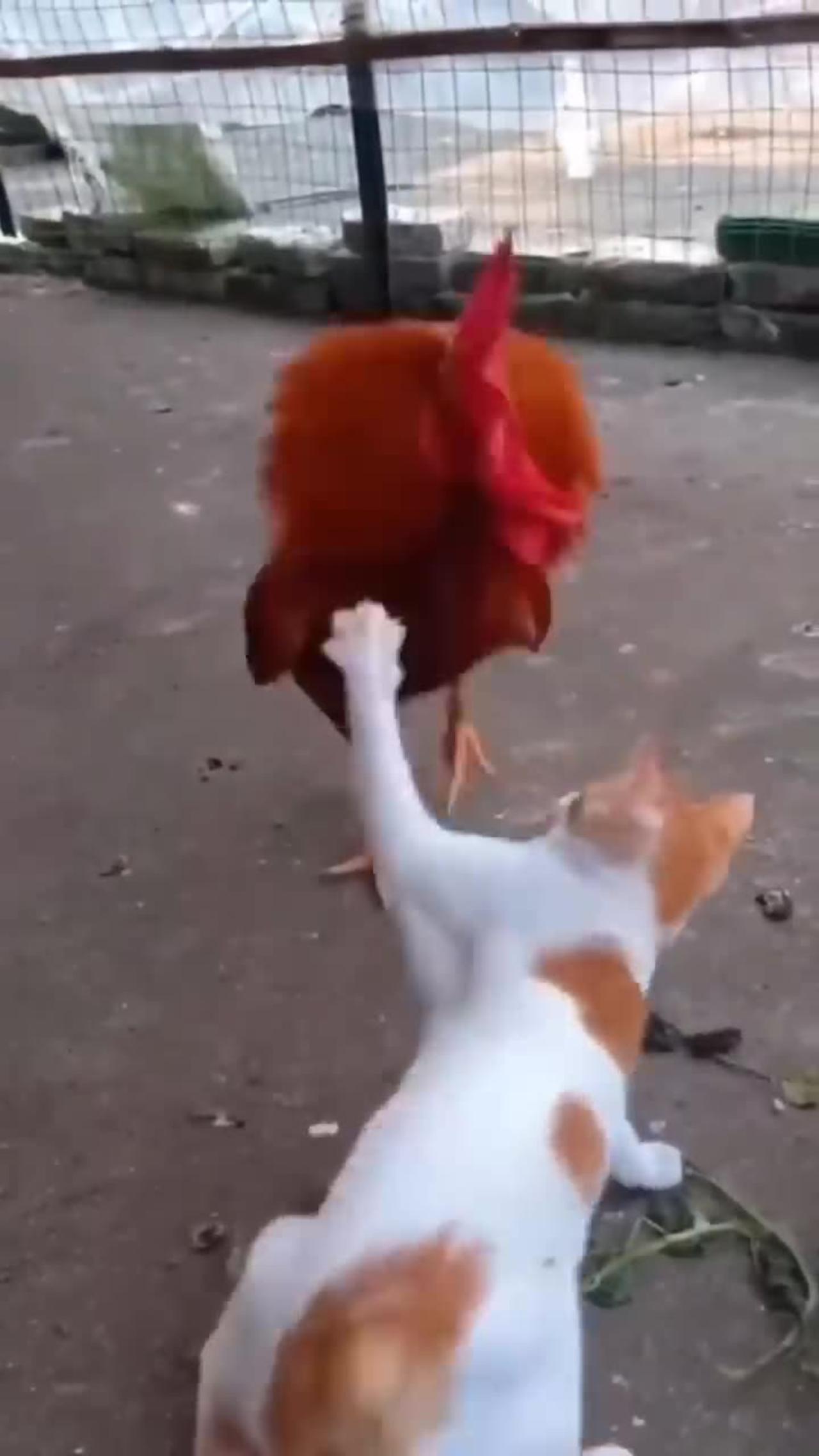 Funny cat vs chicken video