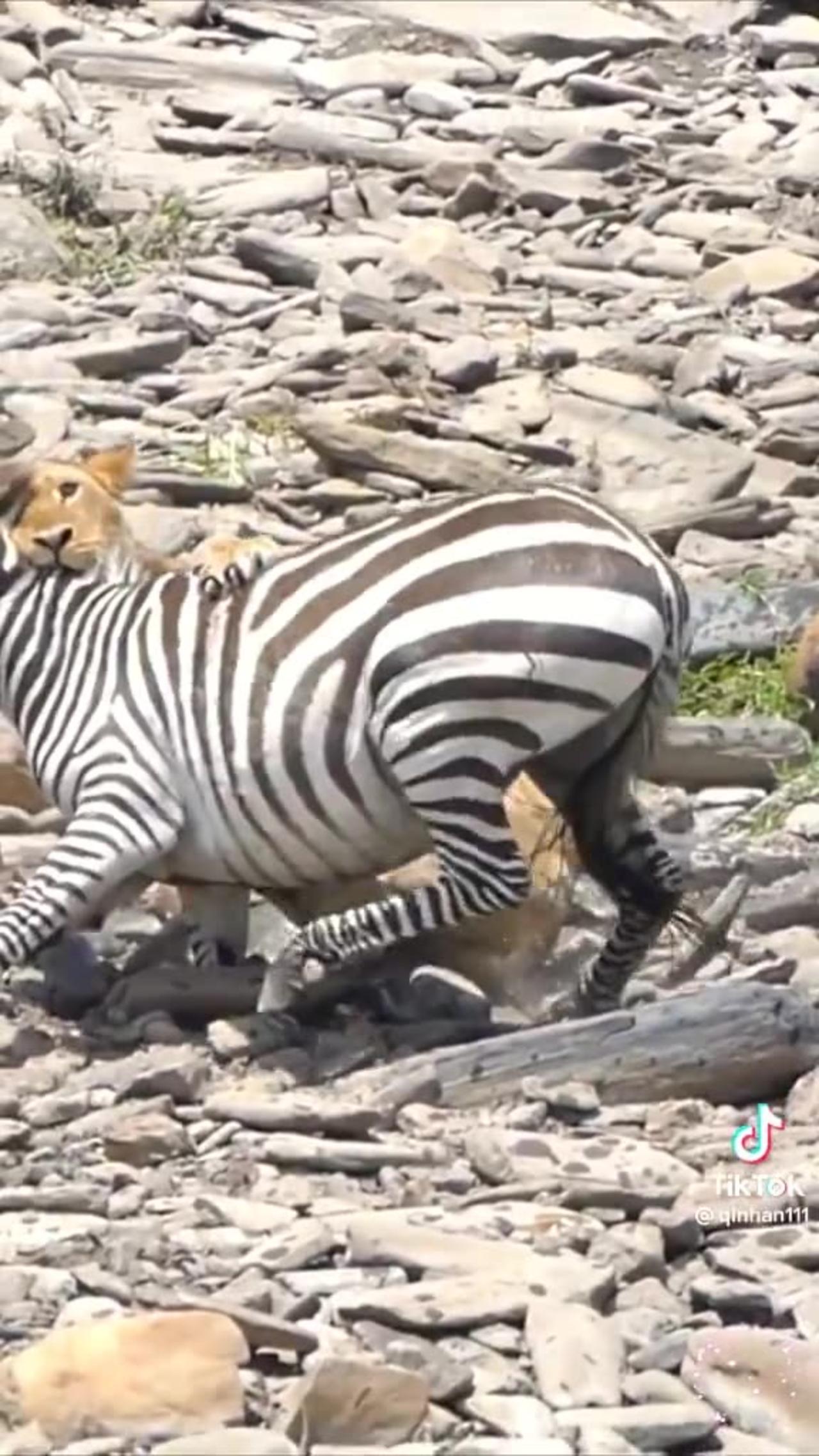 Amazing wild life hunting of lion and zebra
