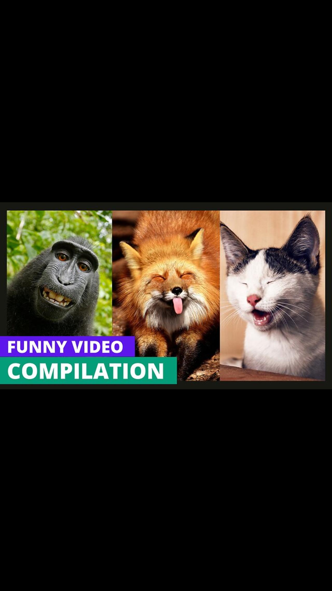 😳😳Unexpected Reactions About Funny cats 🐱  and dog 🐶  videos