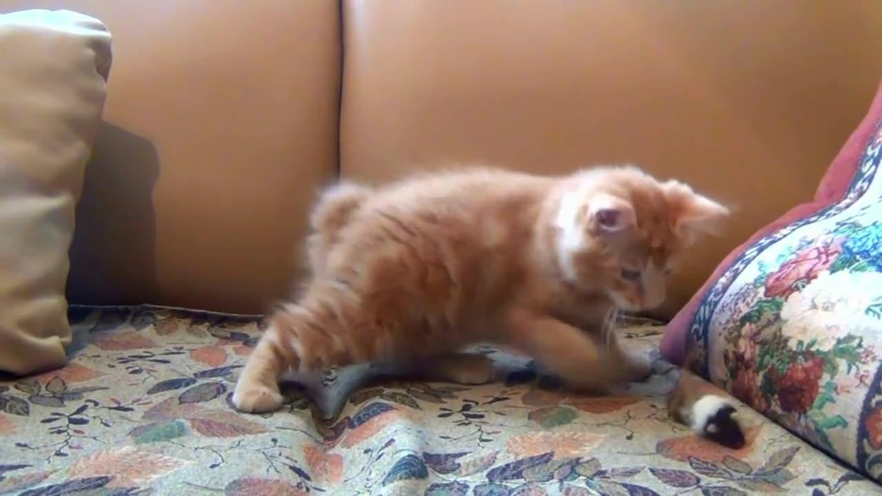 Cat Reaction to playing with mouse
