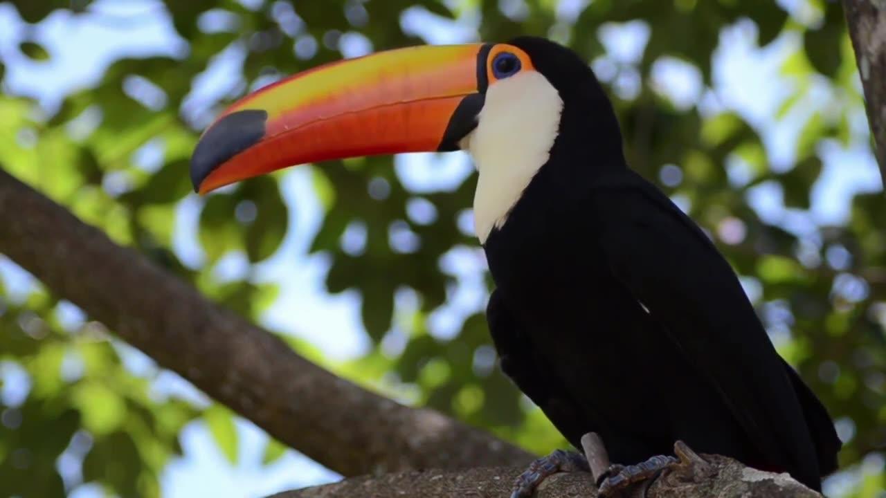 Wildlife Wonders: Animal Planet in Ultra HD
