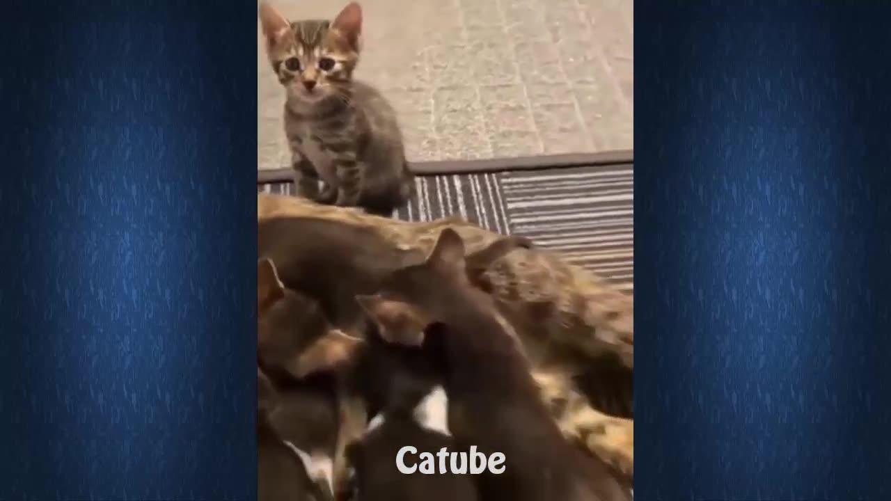 😂😂😂A selection of funny and cute cat videos