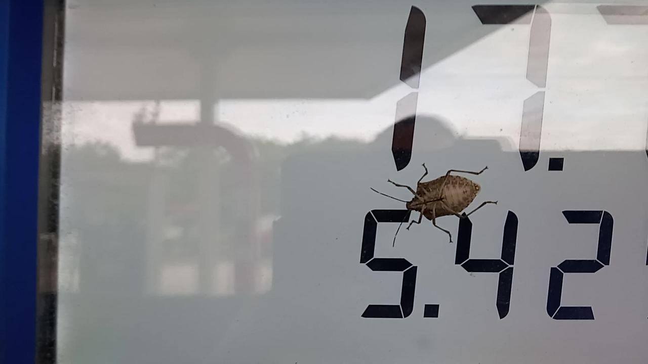 Stink Bug Protesting The Gas Prices 🤣