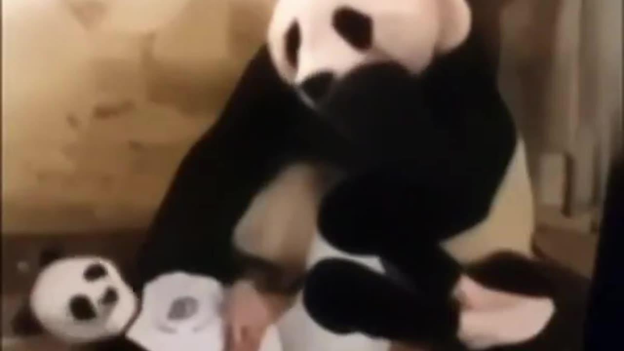 CRAZY PANDA GETS CONFUSED | FUNNY ANIMAL VIDEO - One News Page VIDEO