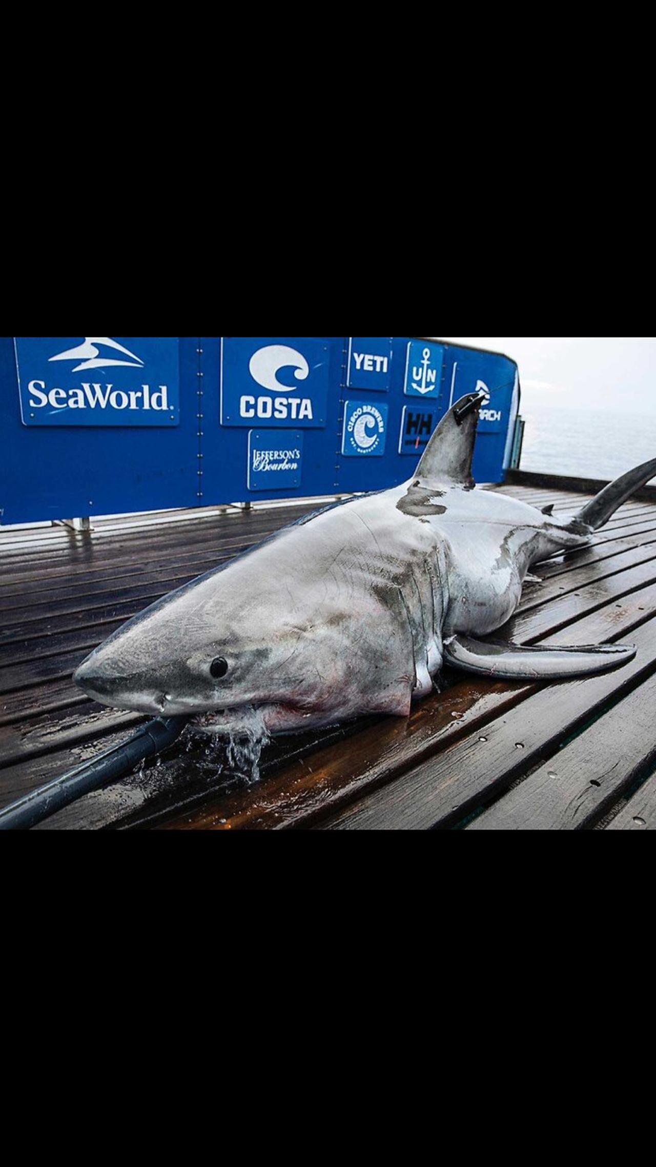 Gigantic Shark! Deep Ocean Sea Creature Big Fish Viral Video