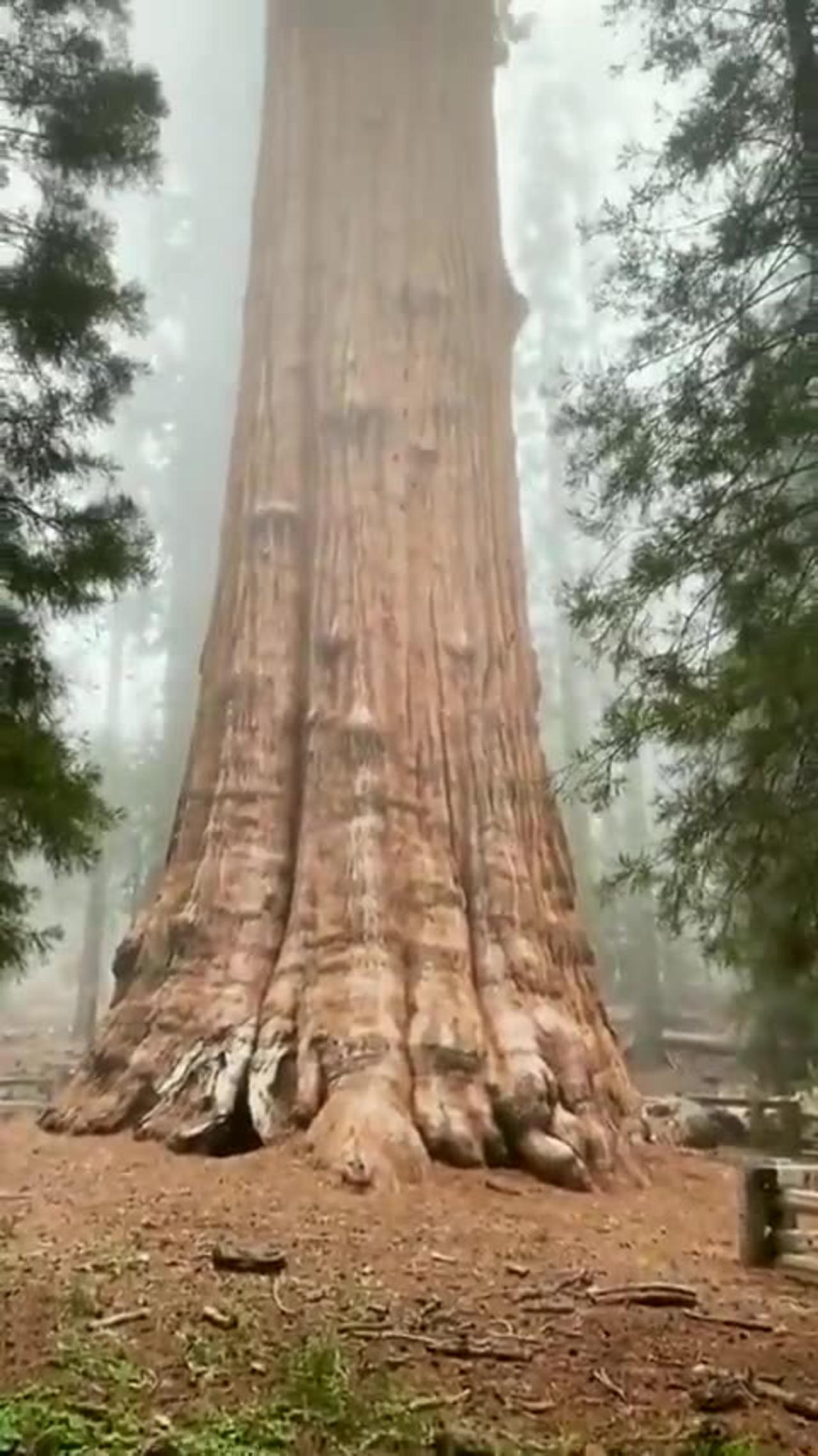 General Sherman tree in Sequoia National Park, USA