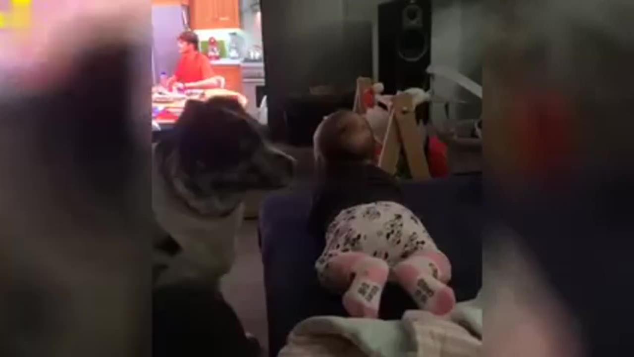 "Adorable Babies 👶 👶  and Hilarious Dogs 🐶 : Funny Videos Guaranteed to Make You Smile!"