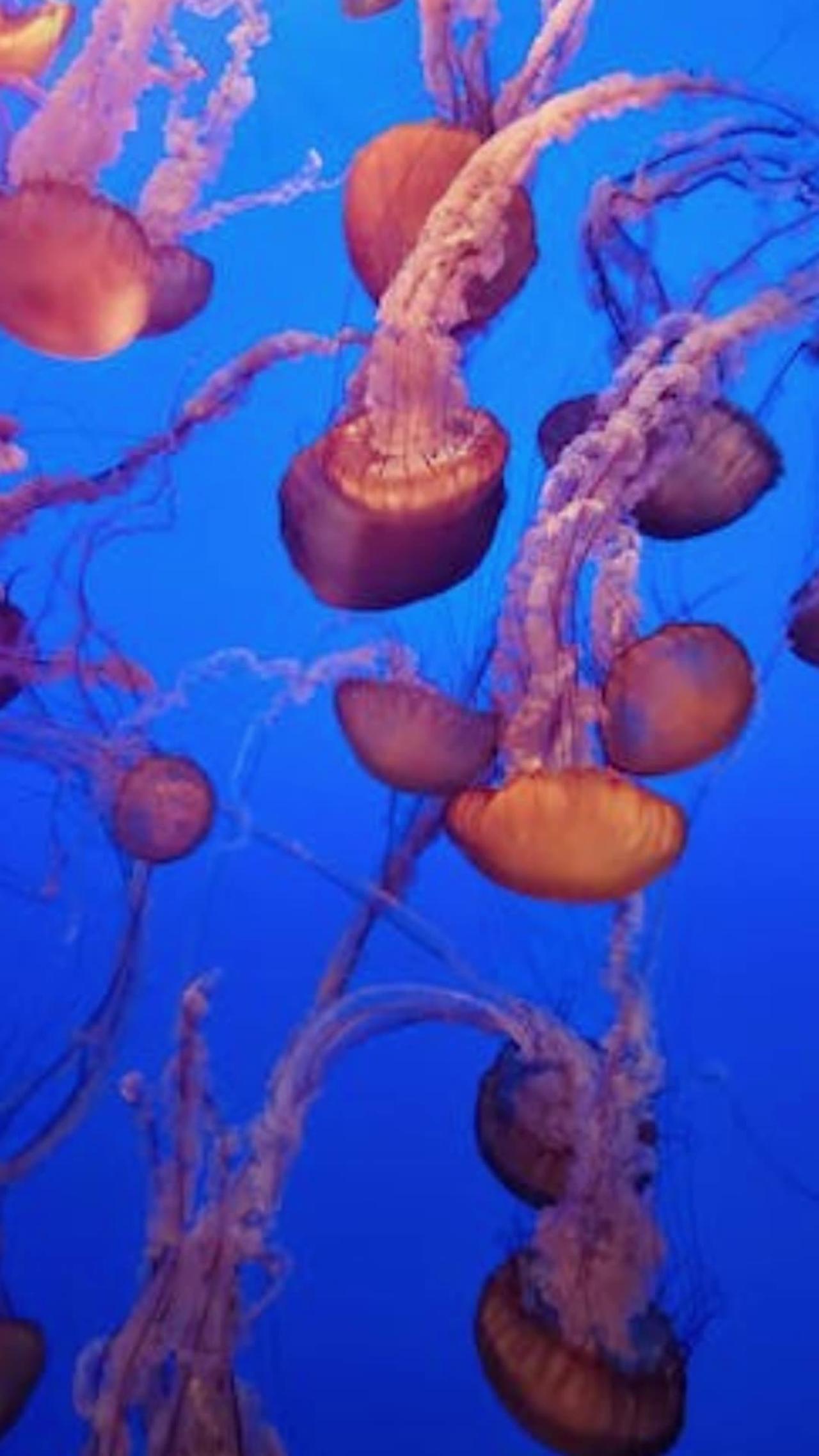 Facts of Jellyfish (Remarkable)