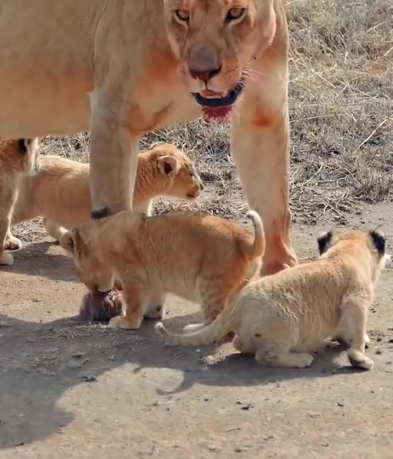 Cute Baby Lion Lion King In Real Life Walking around for the first time! MUST SEE