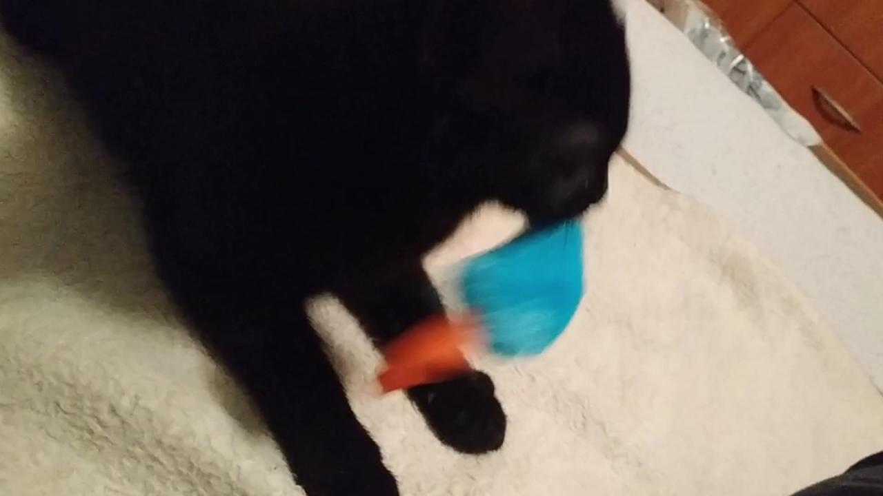 Cat fighting with her toy mouse