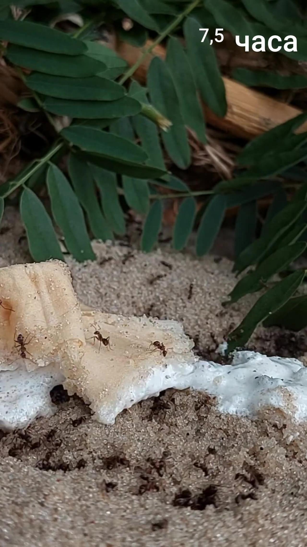 4K Ants vs ICE CREAM - One News Page VIDEO