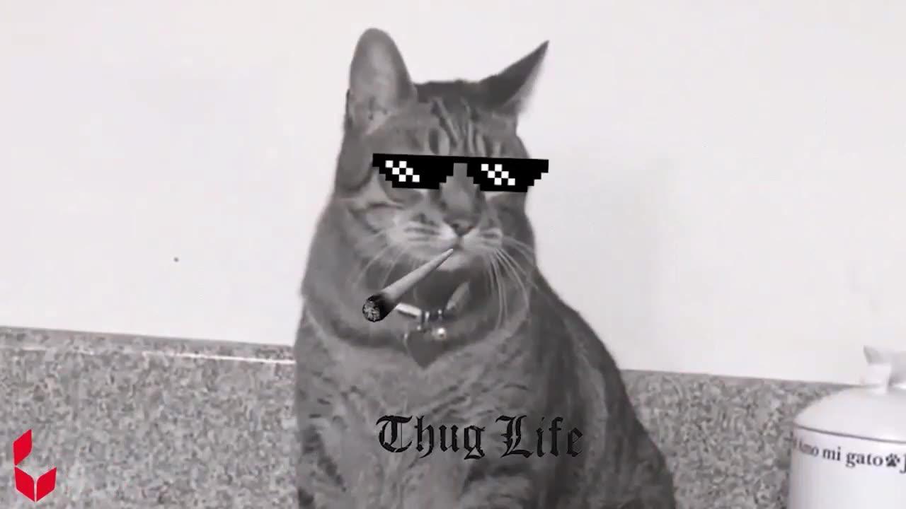 fun with mr cat - One News Page VIDEO
