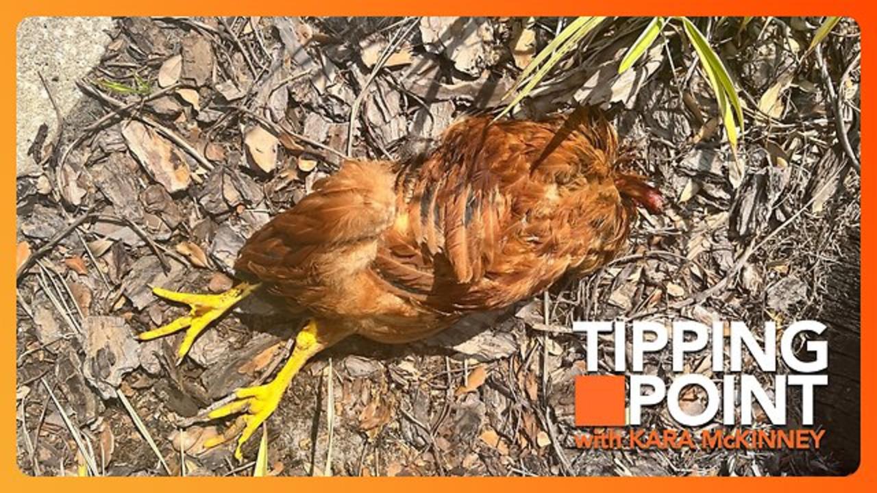 Pro-Life Pregnancy Center Attacked with Mutilated Animals | TONIGHT on TIPPING POINT 🟧