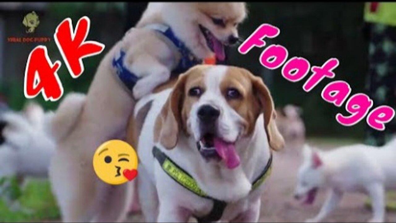 4K Quality Animal Footage - Dogs and Puppies Beautiful Scenes Episode 2 - Viral Dog Puppy
