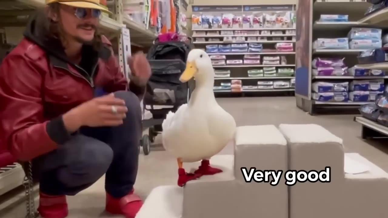 I took my duck to Petsmart
