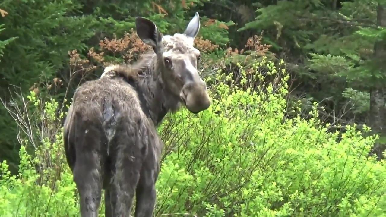 Moose on the Loose - One News Page VIDEO