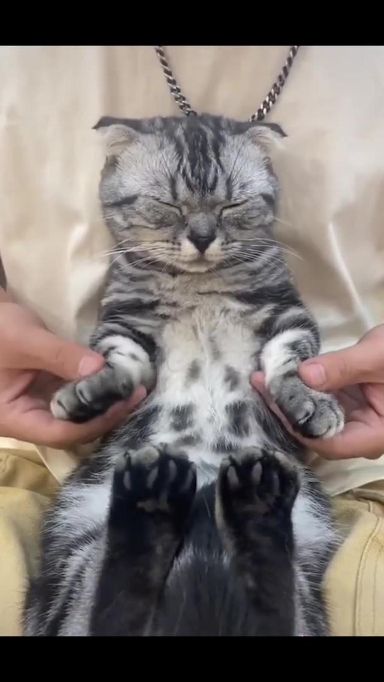Funny Cat Dance Gif 80 - 2qj916g