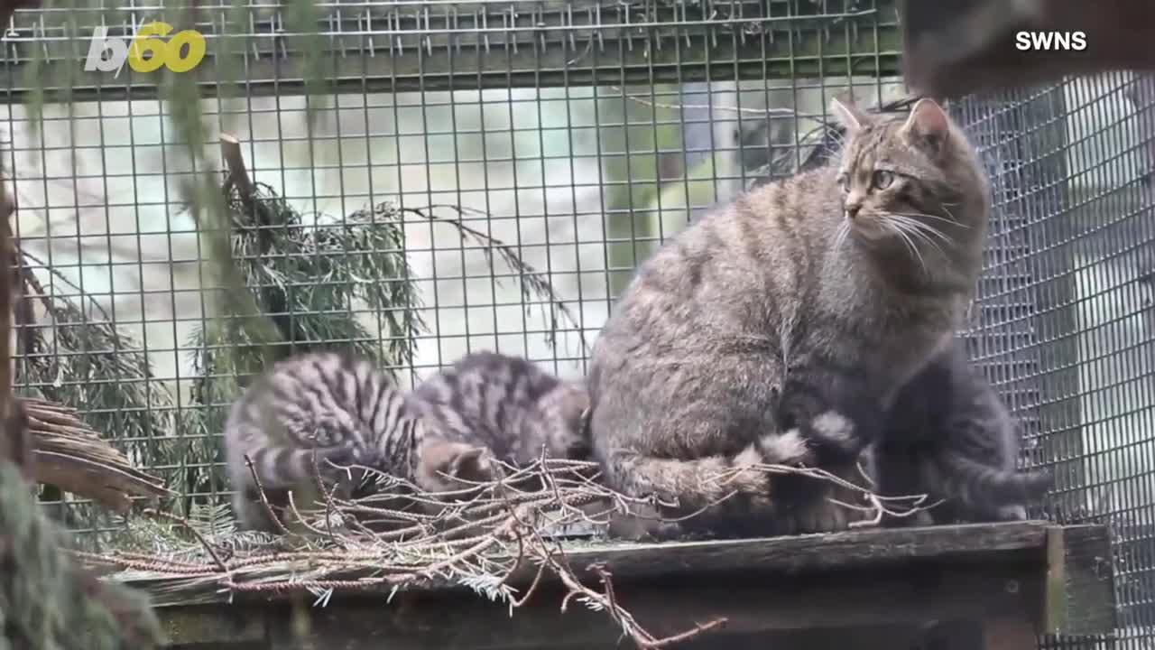 These Kittens are Too Cute!