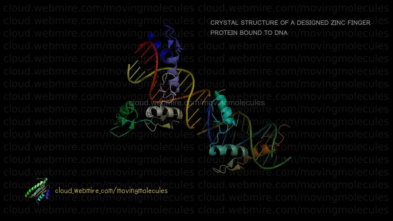 ScioIroIro ･ CRYSTAL STRUCTURE OF A DESIGNED ZINC FINGER PROTEIN BOUND TO DNA