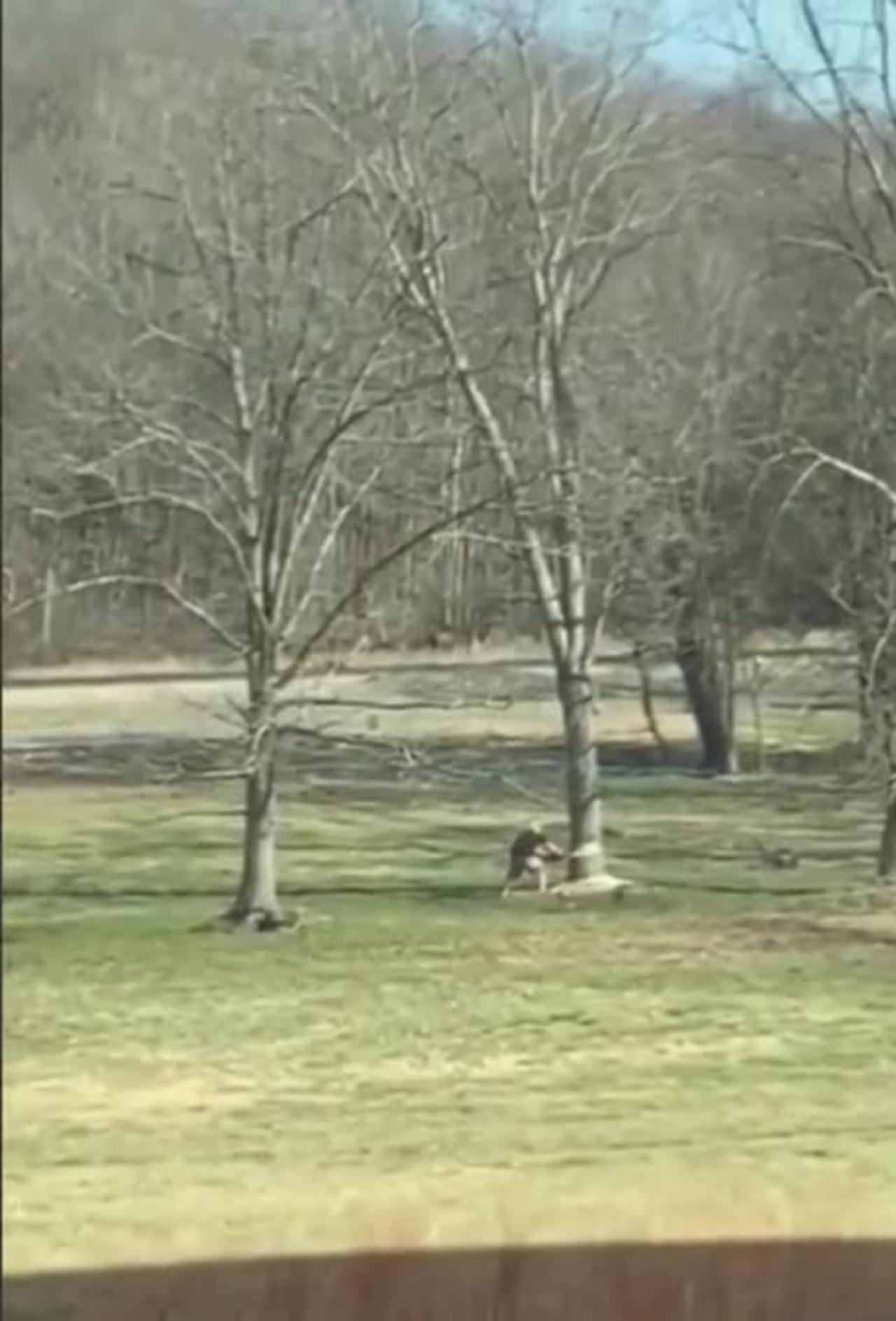 Guy Tries To Outrund A Tree He Cut Down One News Page Video 