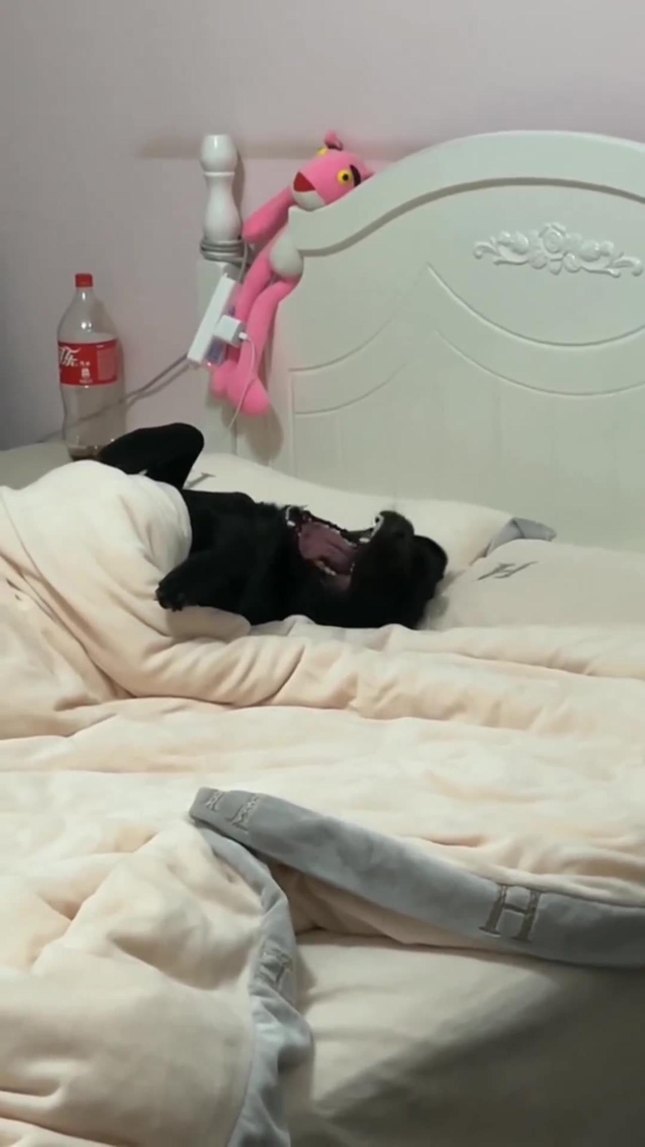 Lazy dog One News Page VIDEO