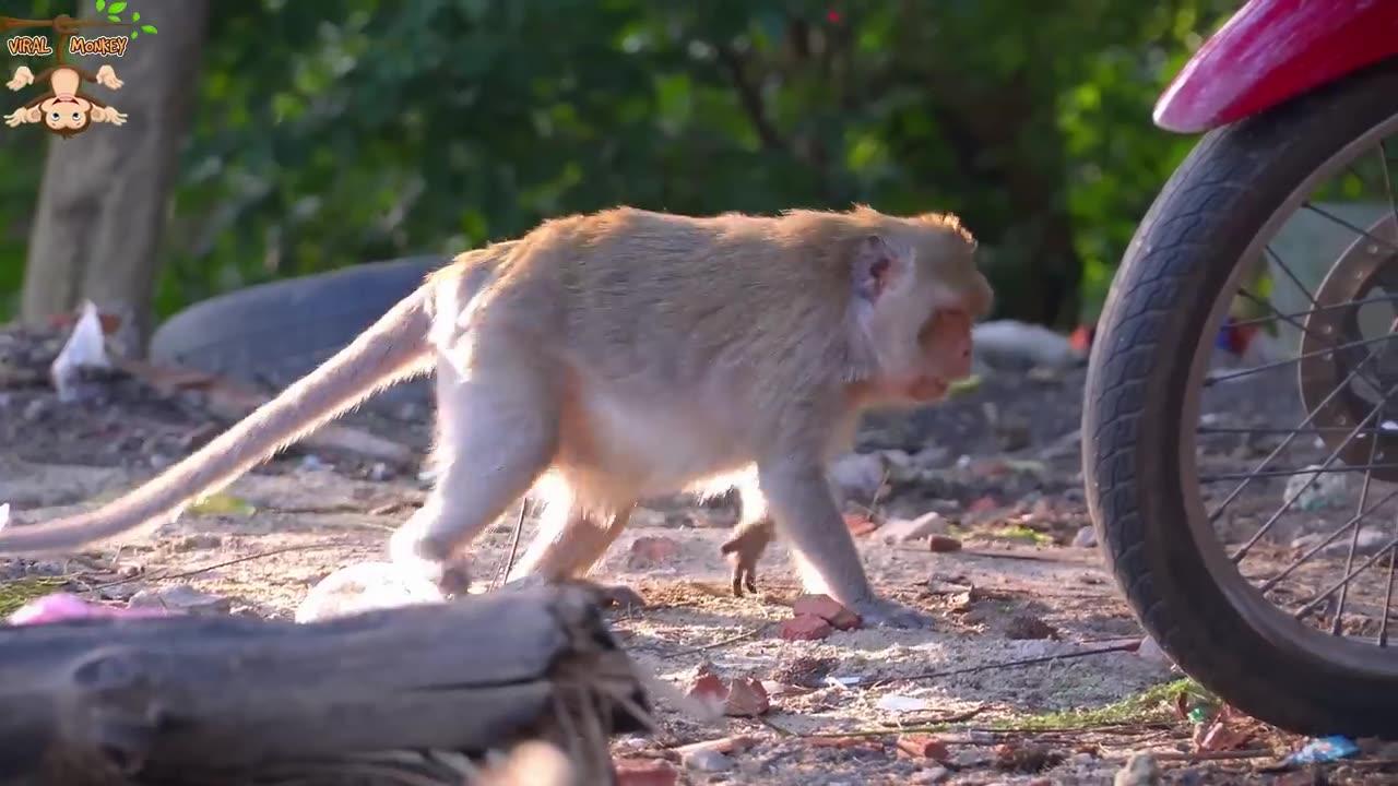 Animal Footage - Monkeys Beautiful _ Viral Monkey