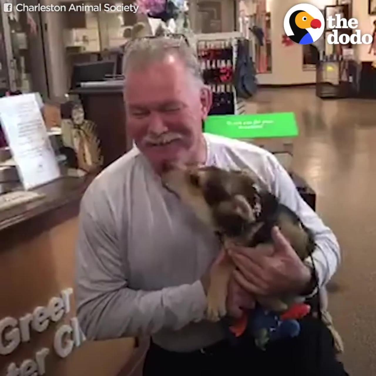 Stray Rescue - Adorable Puppy Reunited with - One News Page VIDEO