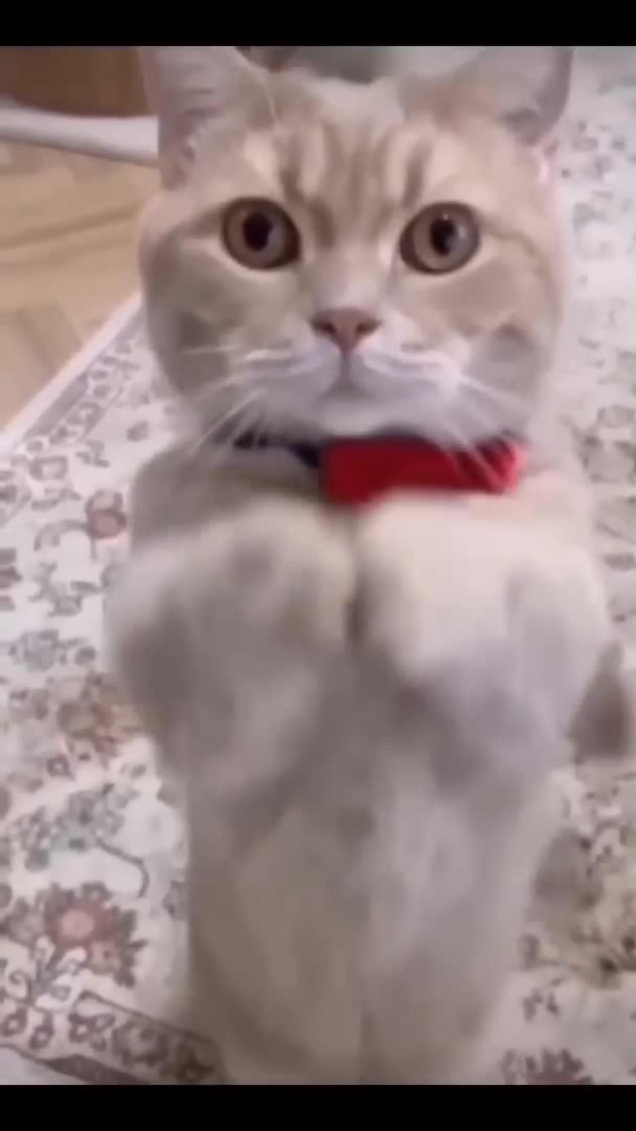 Funniest Videos  😂 Funny Cats 🐱 #cute #cat #short #