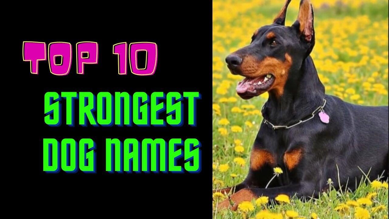 Top 10 strongest Dog Names . - One News Page VIDEO