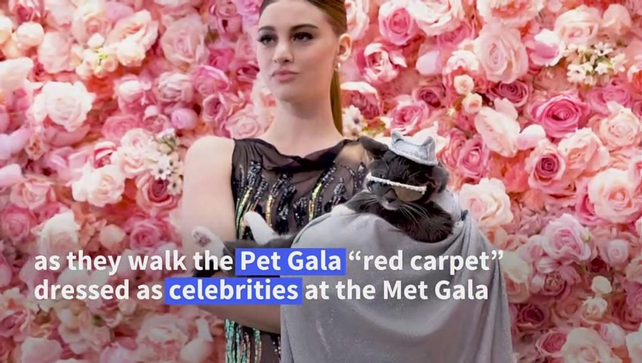 ‘Pet Gala’: Canines in couture recreate Met Gala looks