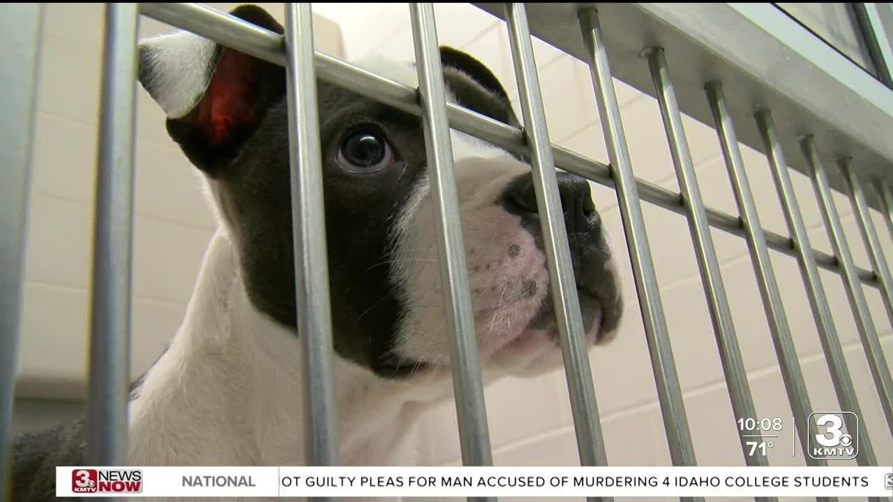 Dog kennels full at Nebraska Humane Society and One News Page VIDEO