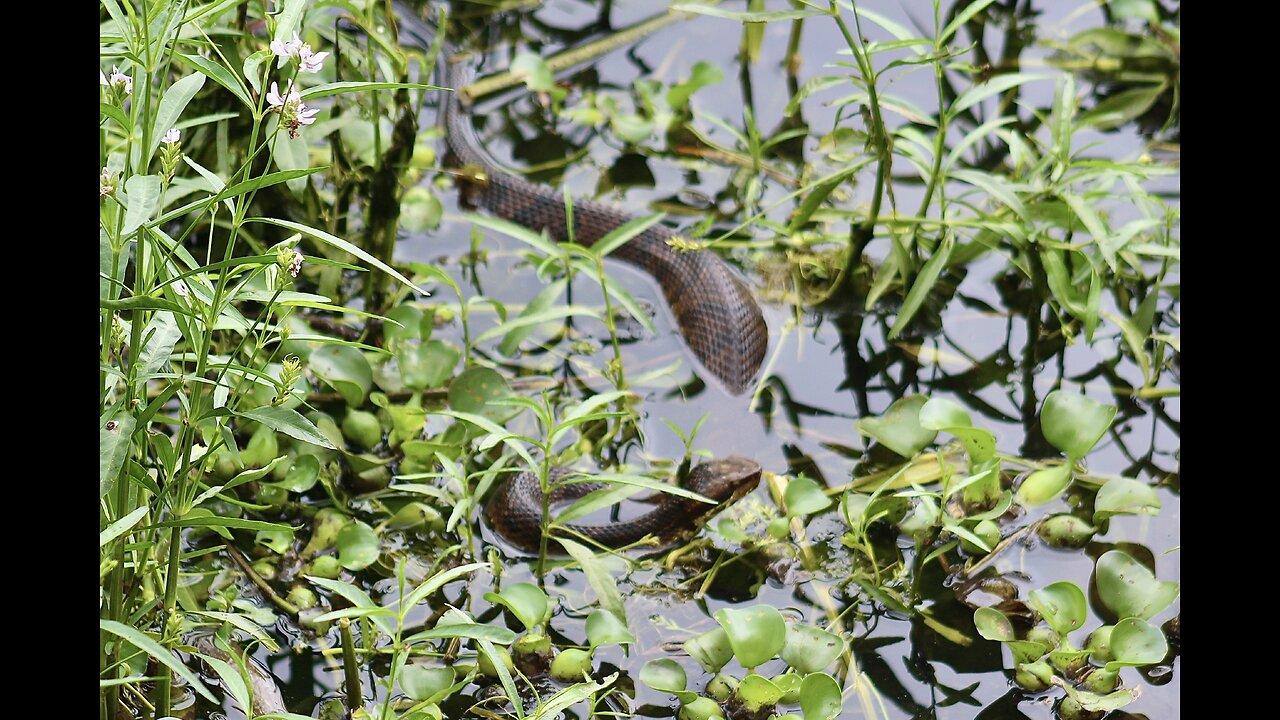 Huge dangerous water moccasin!!!! One News Page VIDEO