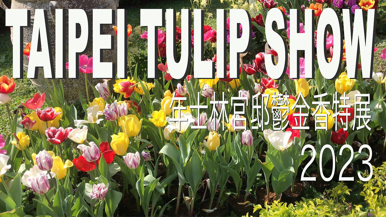 Taipei Tulip Show 2023 年士林官邸鬱金香特展 at Chiang Kai-Shek Shilin Residence garden, Taipei city, Taiwan