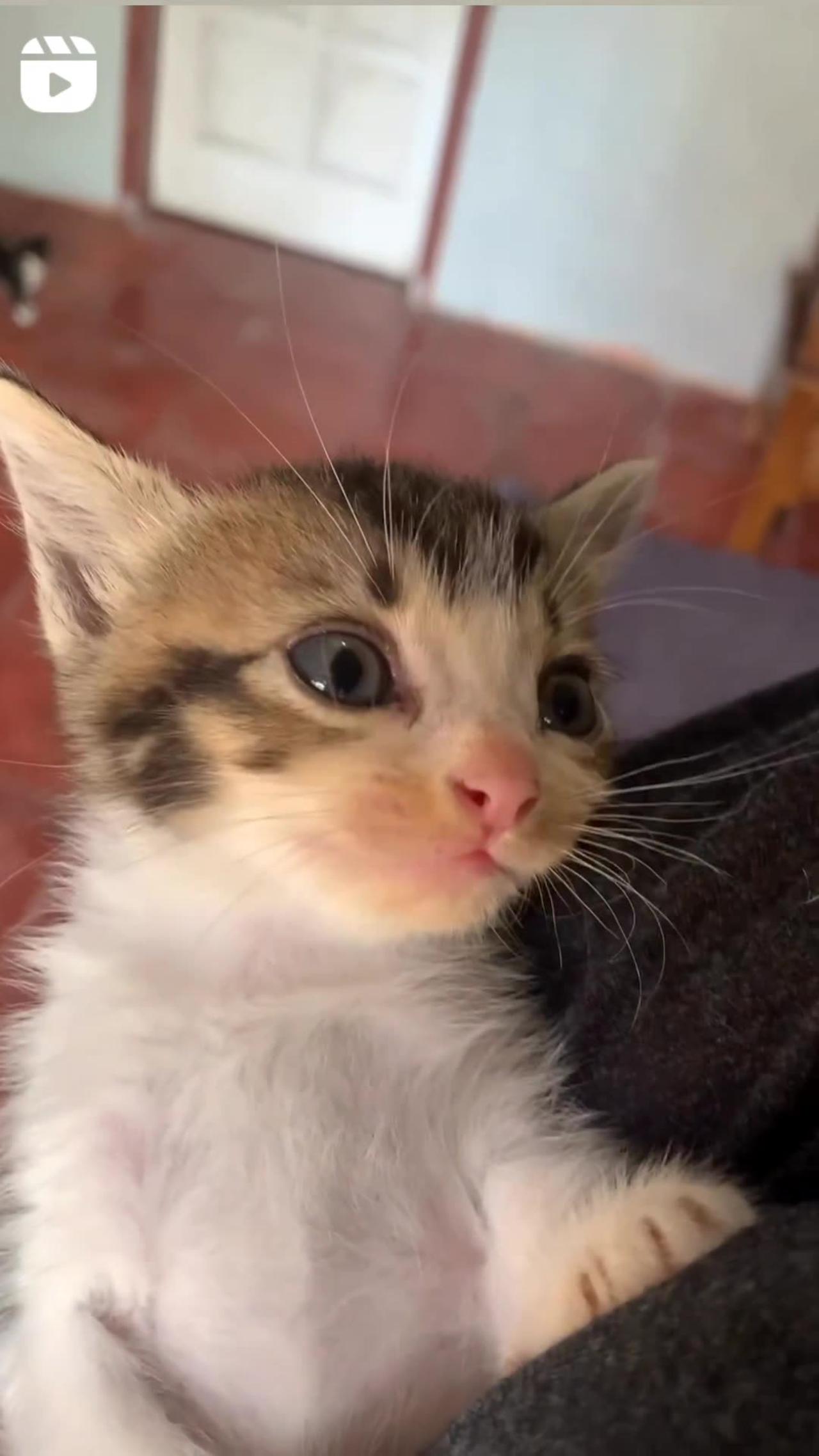 Cat cute viral video 😘😘