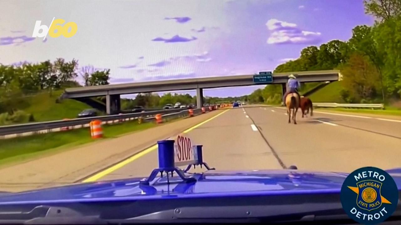 Watch This Modern Cowboy Lasso a Cow on a Michigan Highway