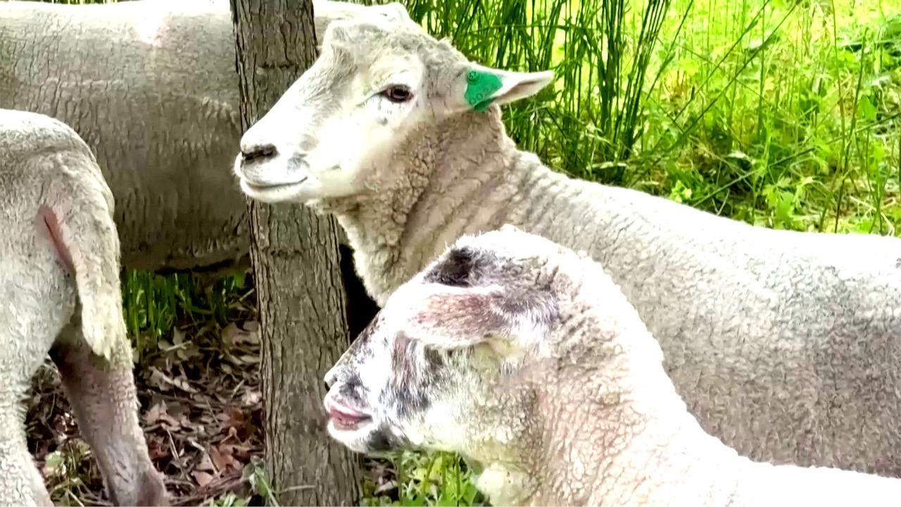 NYC Employs Sheep To Help Keep Curated Lawns Free of Invasive Species