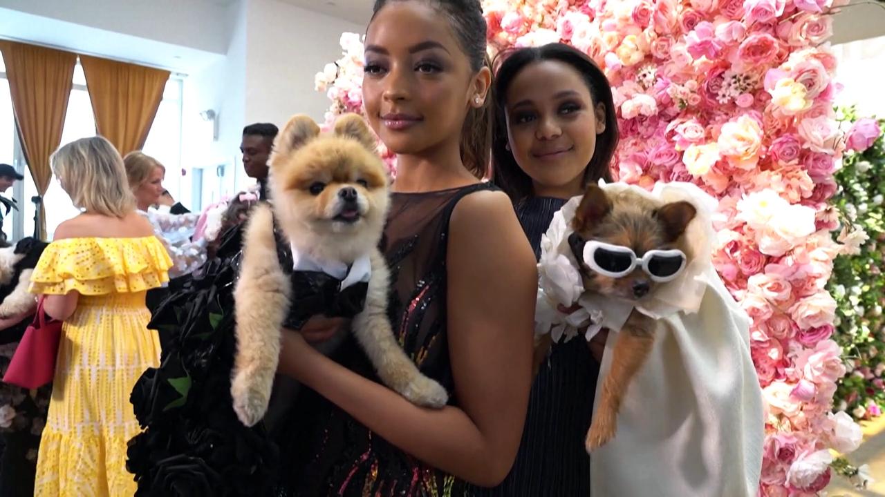 Watch: Animals dress to kill at this year's 'Pet Gala'