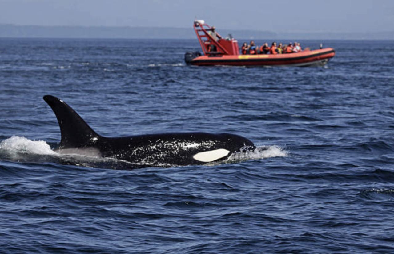 Killer Whales Co-ordinate Attacks on Sailboats, Say Observers