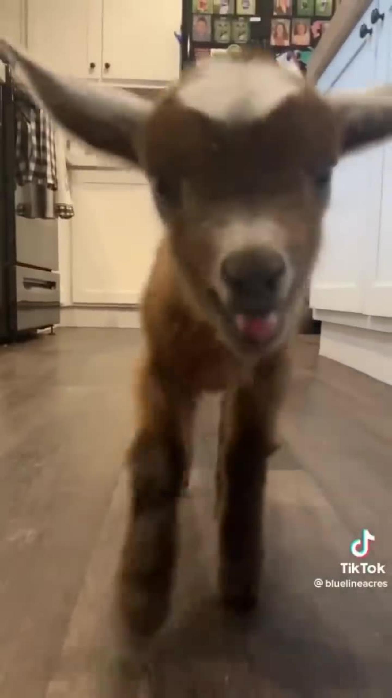 ***MUST SEE!!!*** Cute Baby Animals!!!