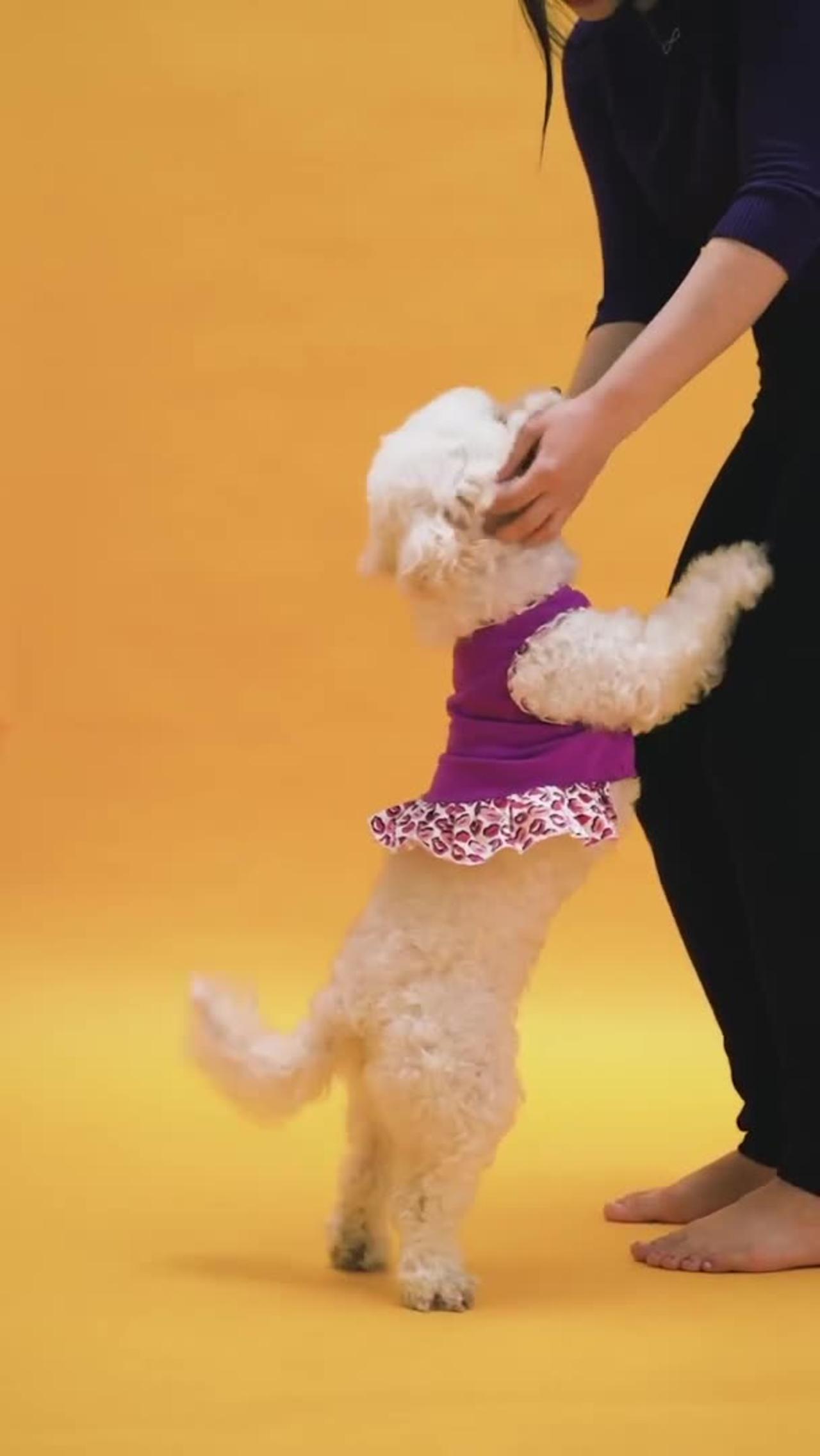 Single Mom'S Viral Tiktok: Dog Edition - sjmb5p3