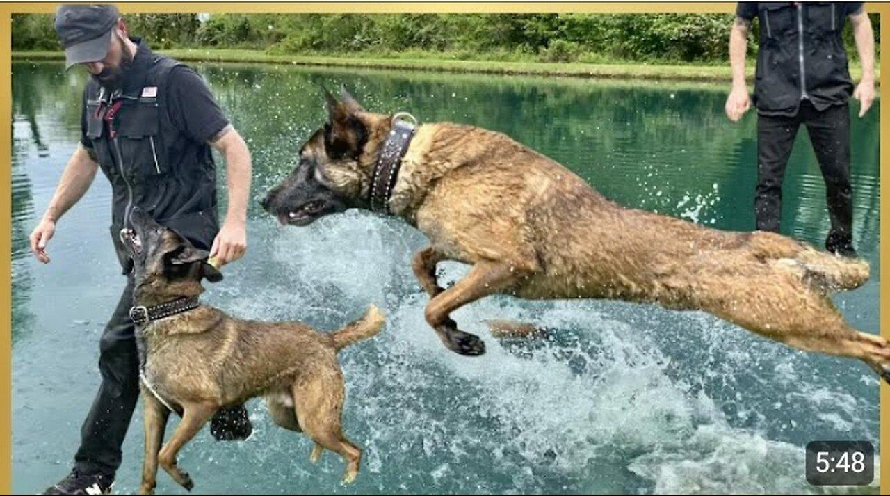 Making Training JUN With My BELGIAN MALINOIS!... One News Page VIDEO