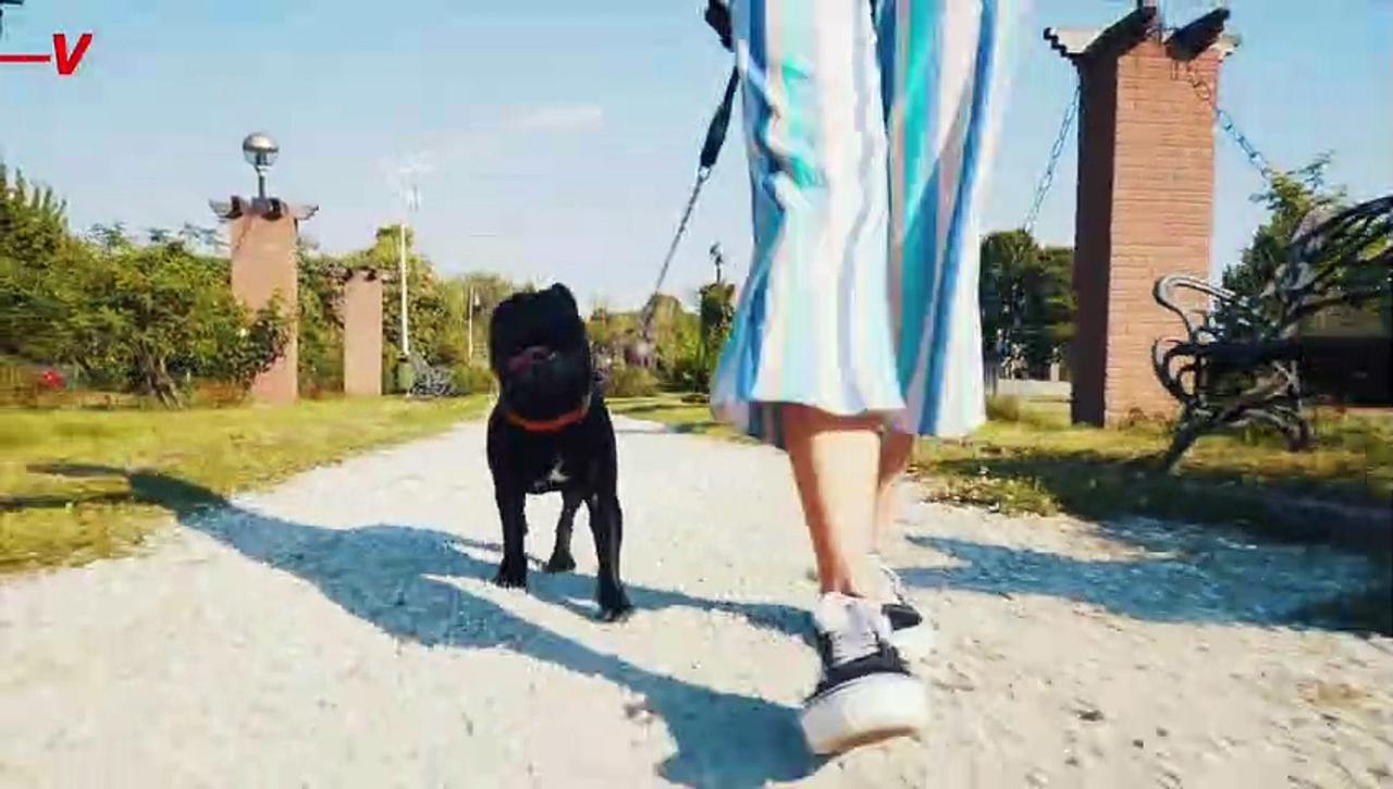 Dog Walking Do’s and Don'ts One News Page VIDEO