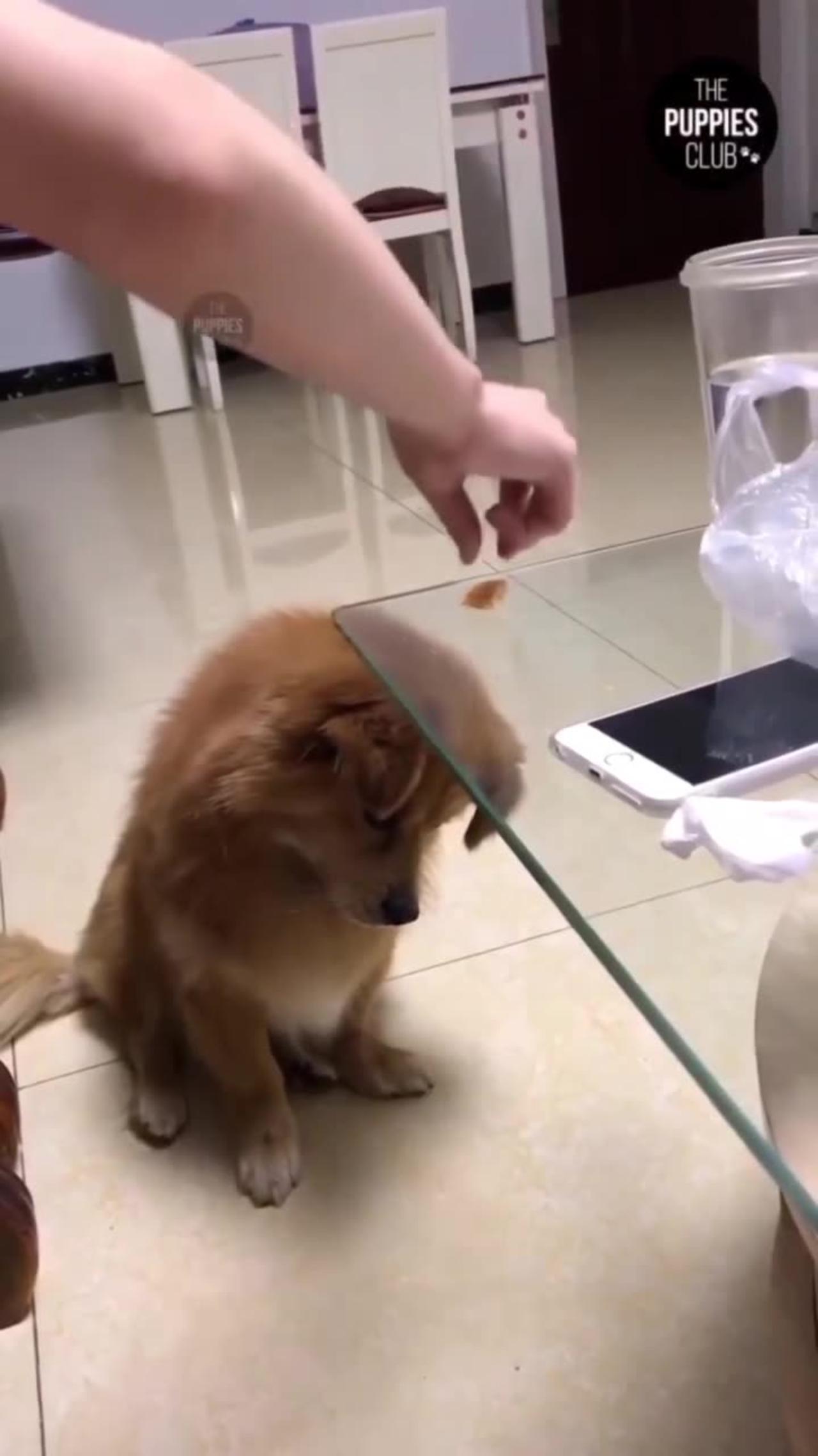Innocent dog funny video
