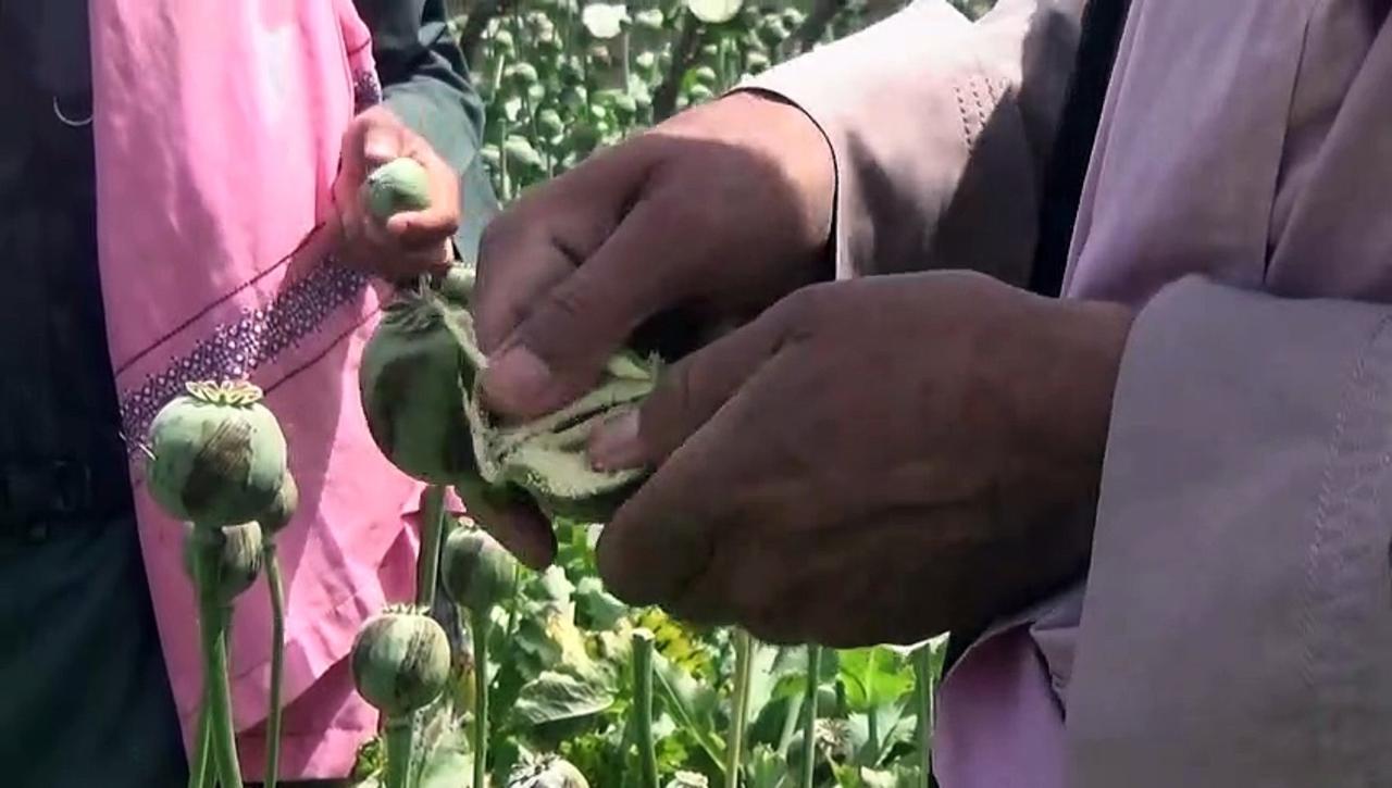 'Withdrawal symptoms': Afghan farmers lament Taliban poppy ban