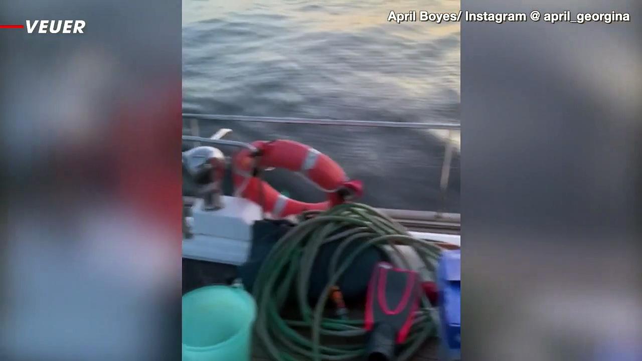 Another Orca Whale Attack Off the Coast of Spain Captured On Camera