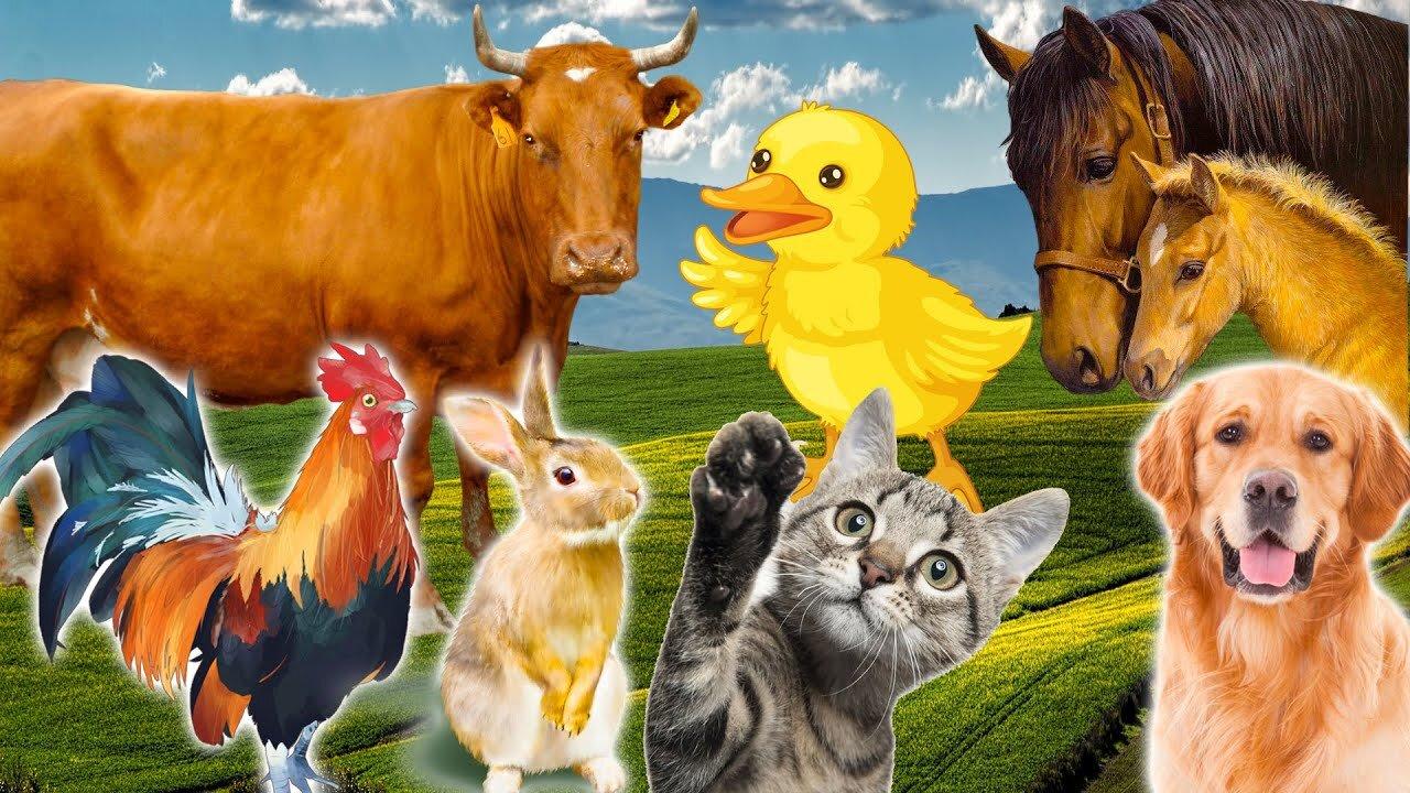 Learn Family Animals- Cat, Horse, Cow, Chicken, Duck - Farm Animal Sounds